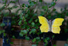 Farfalla a magnete Brimstone Wildlife Garden | M11 Shop
